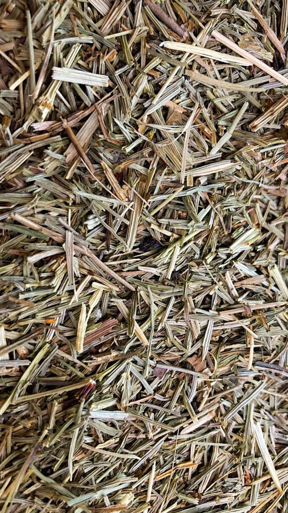 Horsetail 1 oz - Organic Herbs | Cut & Sifted